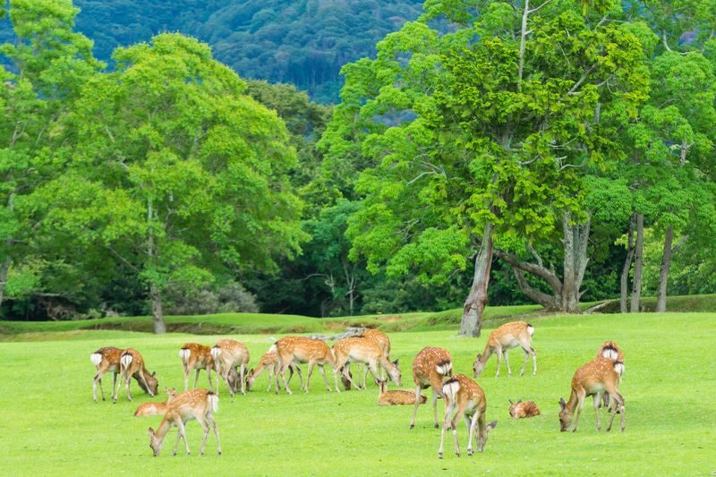 One-Day Tour of Three Ancient Capitals in Kansai, Japan: World Heritage Sites Todai-ji Temple & Byodo-in Temple & Fushimi Inari Shrines Thousand Torii Gates & Adorable Deer in Nara Park & Uji Matcha Gourmet Street (Departing from Osaka/Kyoto) - What the guide adds, and where the tour is self-guided