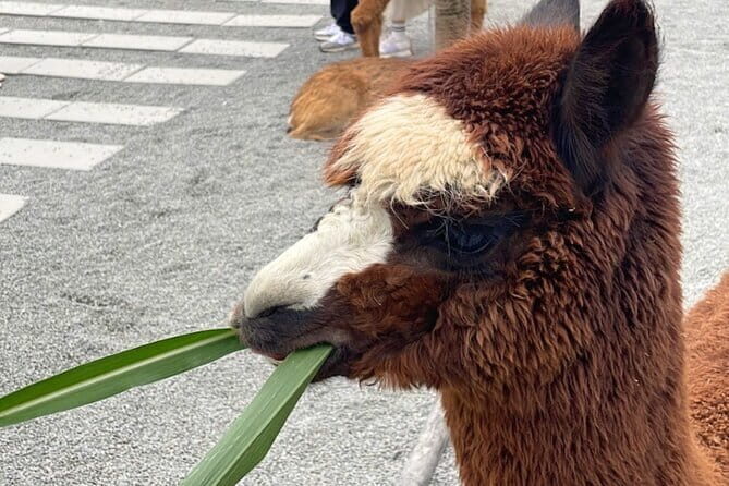 One Day Tour of Yilan, Zhang Mei Ama Farm - The Itinerary in Detail