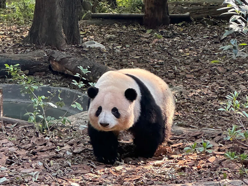 One-day tour to Chengdu Panda Base + Sanxingdui Museum - One day, two sides of Sichuan