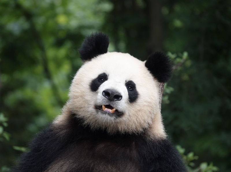 One-day tour to Chengdu Panda Base + Sanxingdui Museum - The early hours at Chengdu Panda Base