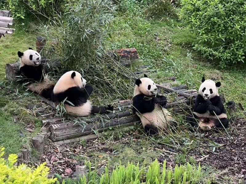 One-Day Tour to Chengdu Research Base of Giant Panda Breeding and Sanxingdui Museum - Key points to know before you go