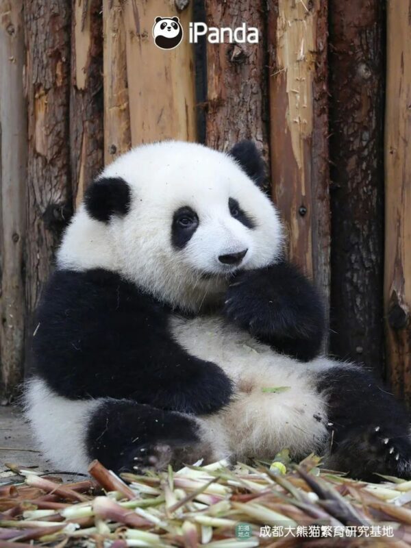 One-Day Tour to Chengdu Research Base of Giant Panda Breeding and Sanxingdui Museum - One day, two very different sides of Sichuan