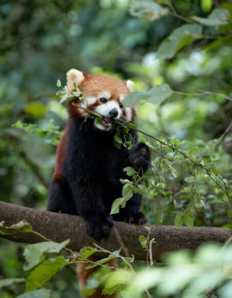 One-Day Tour to Chengdu Research Base of Giant Panda Breeding and Sanxingdui Museum - Sichuan lunch is welcome, with one caveat