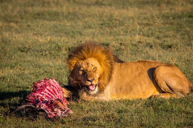 One Day Tour to Maasai Mara Game Reserve From Nairobi - Tour Overview