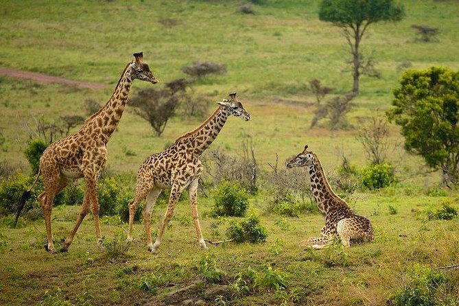 One Day Tour to Maasai Mara Game Reserve From Nairobi - Inclusions and Exclusions