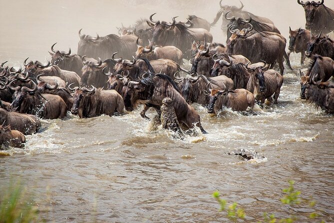 One Day Tour to Maasai Mara Game Reserve From Nairobi - Price and Availability