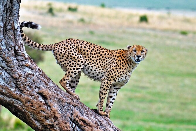 One Day Tour to Maasai Mara Game Reserve From Nairobi - The Sum Up