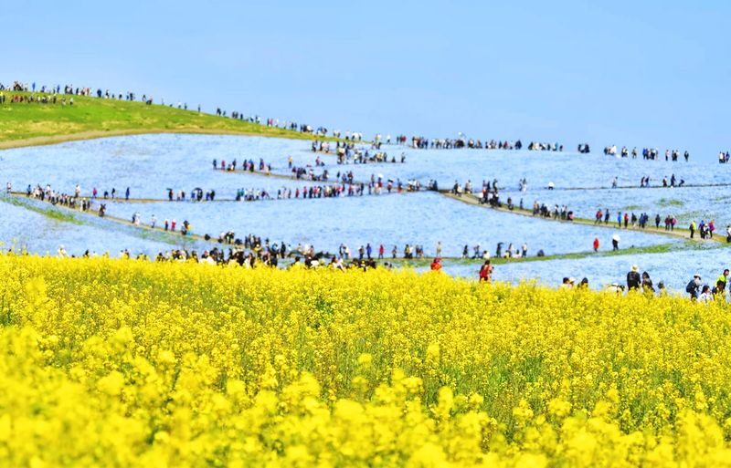 One-Day Tour to Oarai Isosaki Shrine and Hitachi Seaside Park in Tokyo - Who should book this Ibaraki day trip?