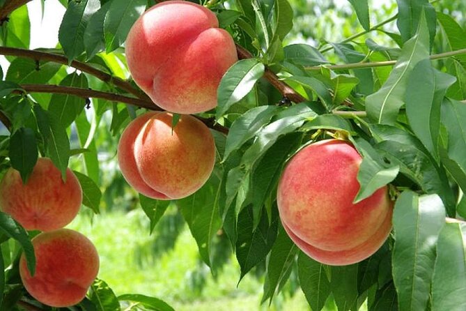 One Day Tour to Oishi Park and Fruit Picking in Mt. Fuji Tokyo - Inclusions