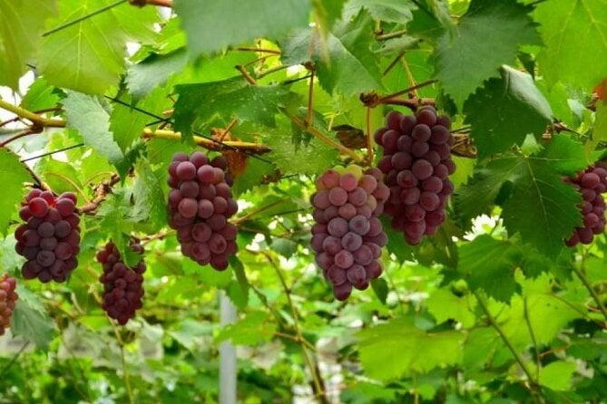 One Day Tour to Oishi Park and Fruit Picking in Mt. Fuji Tokyo - Booking and Pricing