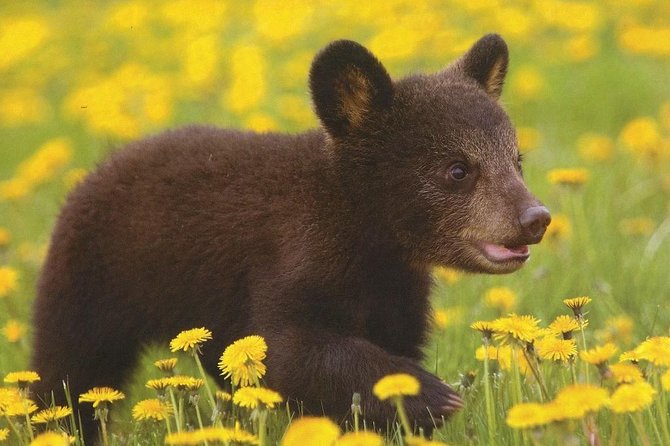 One Day Trip Bear Sanctuary Dracula Castel and Rasnov Fortress From Brasov - Itinerary Highlights