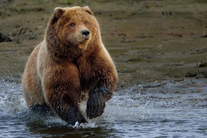 One Day Trip Bear Sanctuary Dracula Castel and Rasnov Fortress From Brasov - Transportation Details
