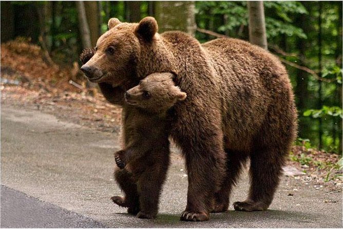 One Day Trip Bear Sanctuary Dracula Castel and Rasnov Fortress From Brasov - Group Size and Logistics