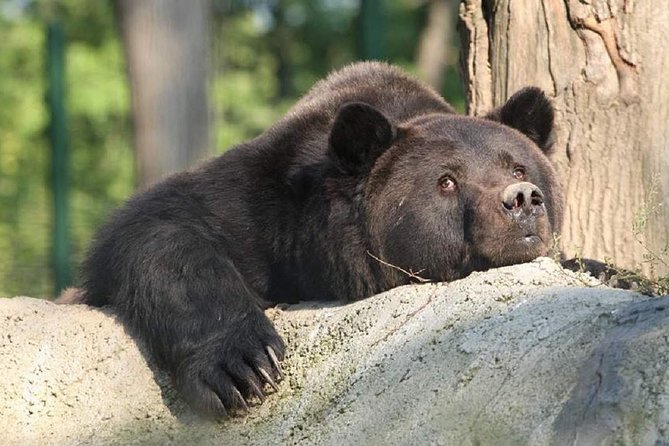 One Day Trip Bear Sanctuary Dracula Castel and Rasnov Fortress From Brasov - Booking Information