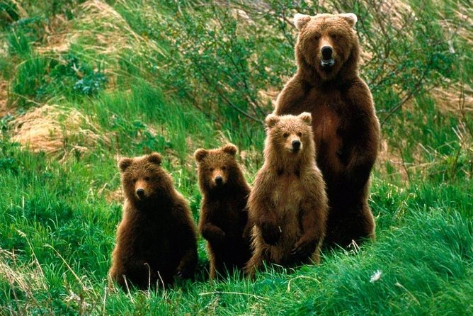 One Day Trip Bear Sanctuary Dracula Castel and Rasnov Fortress From Brasov - Frequently Asked Questions