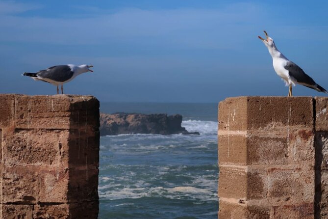 One Day Trip From Marrakech To Essaouira - Recommended Itinerary for a Day Trip to Essaouira