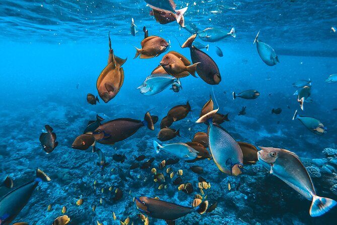 One Day Trip Nusa Penida Island and Snorkeling - Who Would Love This Tour?