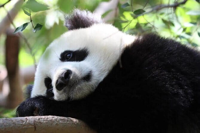 One Day Trip to Chengdu Panda Base and Leshan Buddha Tour - FAQ  