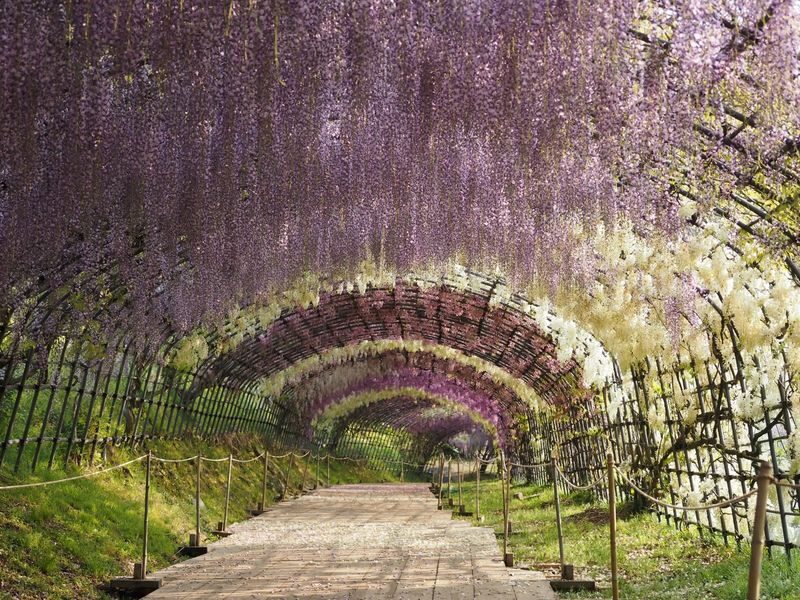 One-Day Trip to Kitakyushu: Kawachi Wisteria Garden (Seasonal), Kokura Castle Garden, Uminonakamichi Seaside Park, Miyajidake Shrines Road of Light, and THE OUTLETS Kitakyushu | Departure from Fukuoka/Hakata - The day at a glance