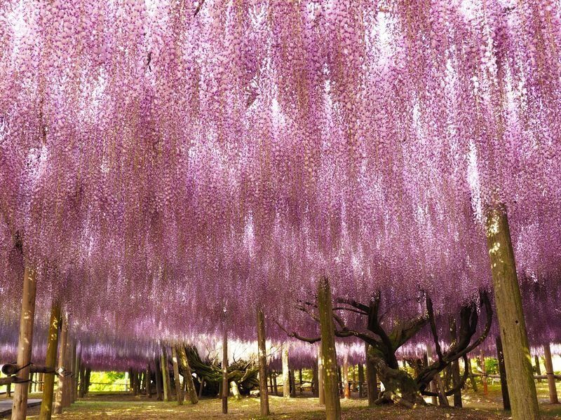 One-Day Trip to Kitakyushu: Kawachi Wisteria Garden (Seasonal), Kokura Castle Garden, Uminonakamichi Seaside Park, Miyajidake Shrines Road of Light, and THE OUTLETS Kitakyushu | Departure from Fukuoka/Hakata - A day trip built around contrasts