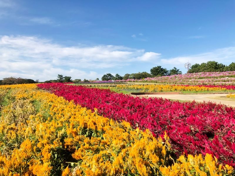 One-Day Trip to Kitakyushu: Kawachi Wisteria Garden (Seasonal), Kokura Castle Garden, Uminonakamichi Seaside Park, Miyajidake Shrines Road of Light, and THE OUTLETS Kitakyushu | Departure from Fukuoka/Hakata - Kokura Castle Garden, not the castle keep