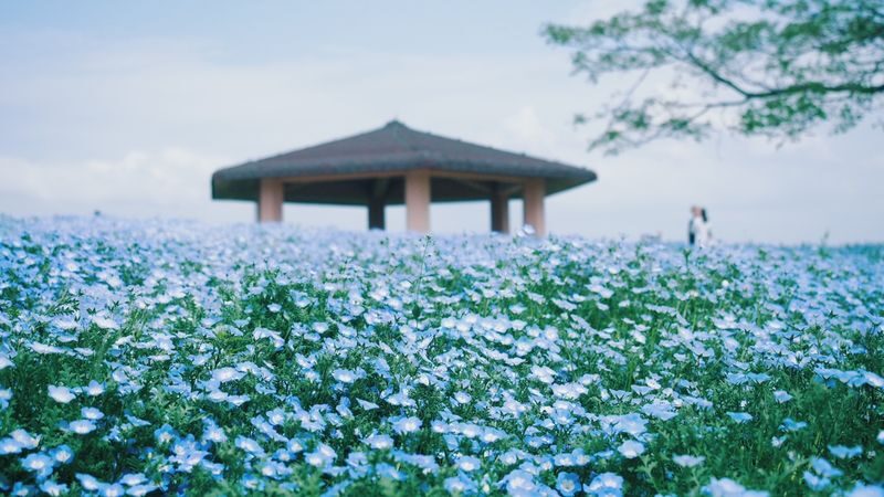 One-Day Trip to Kitakyushu: Kawachi Wisteria Garden (Seasonal), Kokura Castle Garden, Uminonakamichi Seaside Park, Miyajidake Shrines Road of Light, and THE OUTLETS Kitakyushu | Departure from Fukuoka/Hakata - Miyajidake Shrine and the Path of Light