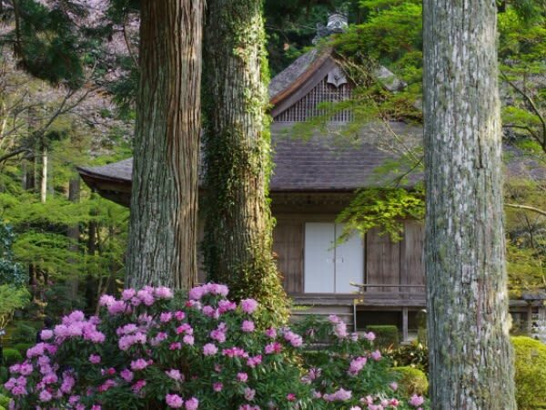 One-day trip to Kyotos Kifune Shrine, Arashiyama, and Sanzen-in Temple - Price, pace, and what to budget for