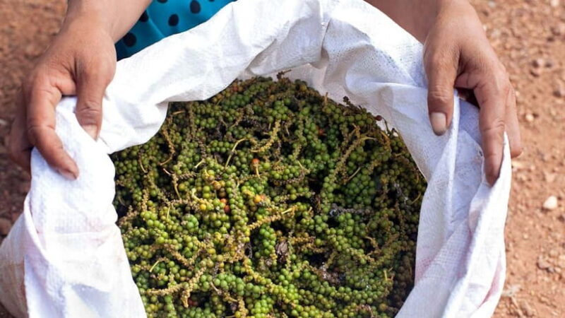 One Day Trip to Pepper Farm, Chhngok Temple and Salt Field - Exploring Cambodia’s Hidden Gems in a Day