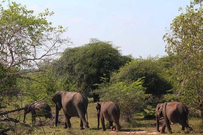 One Day Udawalawe Safari From Galle/Mirissa/Unawatuna/Hikkaduwa - Famous Wildlife in Udawalawe National Park
