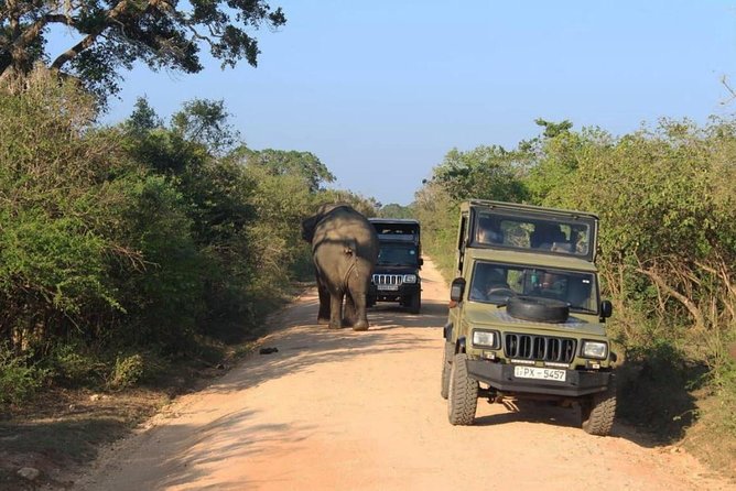 One Day Udawalawe Safari From Galle/Mirissa/Unawatuna/Hikkaduwa - Private Guide Included