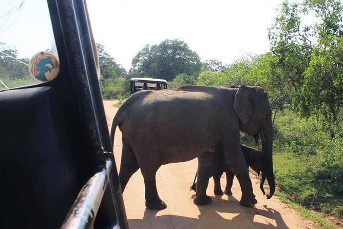 One Day Udawalawe Safari From Galle/Mirissa/Unawatuna/Hikkaduwa - Opening Hours and Availability