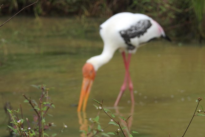 One Day Udawalawe Safari From Galle/Mirissa/Unawatuna/Hikkaduwa - Convenient Pickup and Cancellation Policy