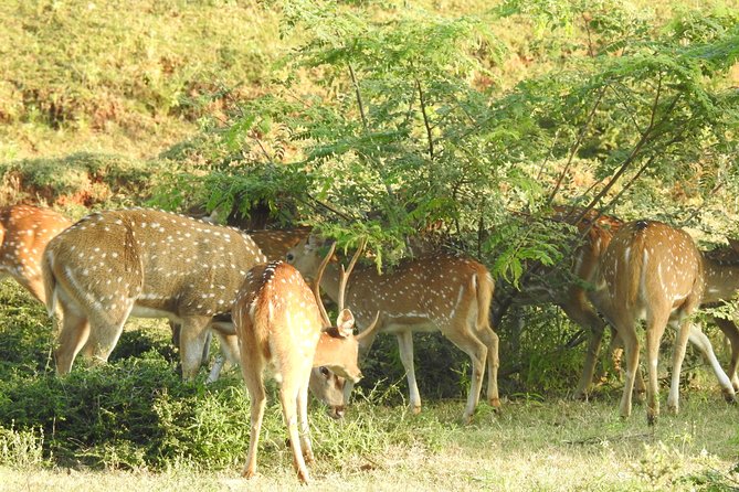 One Day Udawalawe Safari From Galle/Mirissa/Unawatuna/Hikkaduwa - Pricing and Group Size Options