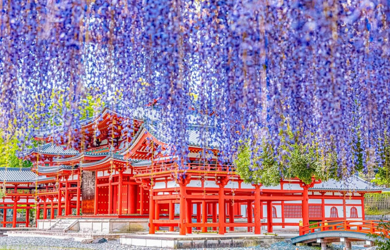 One-Day Uji Nara Onsen Tour: Nara Park with Deer Crackers + Todai-ji Temple + Uji Byodo-in Temple + Genji no Yu Onsen (Round Trip from Osaka) - Uji: temple courtyards and tea