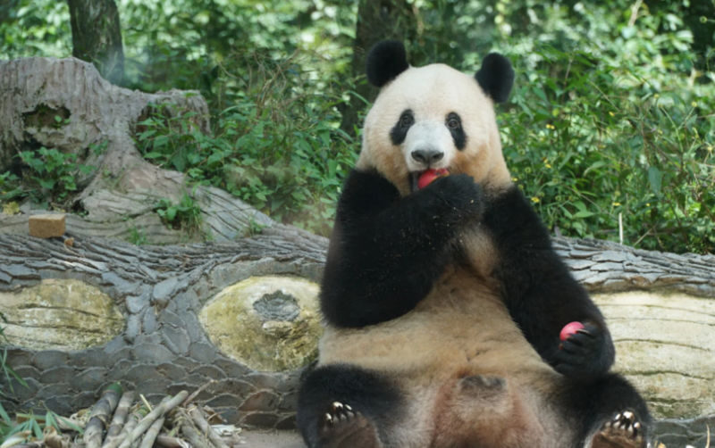 One-Day Volunteer Experience with Giant Pandas at Bifengxia, Yaan - Key points to know before you book