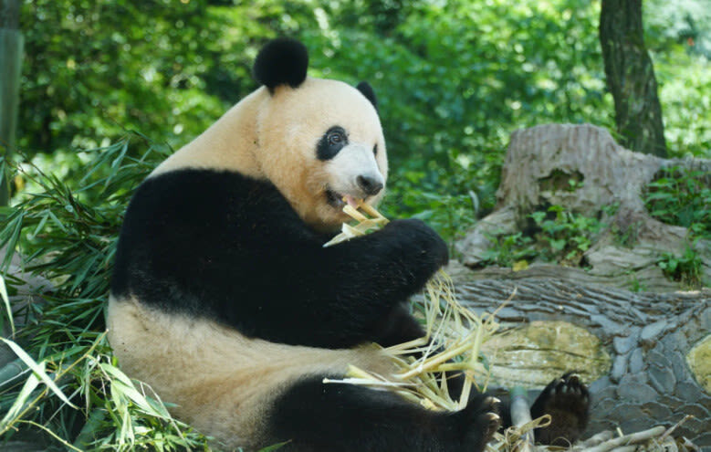 One-Day Volunteer Experience with Giant Pandas at Bifengxia, Yaan - A panda day with one important question