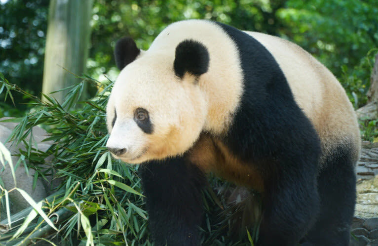 One-Day Volunteer Experience with Giant Pandas at Bifengxia, Yaan - How the guide can shape the day