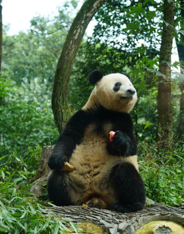 One-Day Volunteer Experience with Giant Pandas at Bifengxia, Yaan - Transport, timing, and the shape of the day