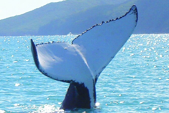One Day Whitsunday Islands Cruise Incl Whitehaven Beach, Snorkeling & Hill Inlet - Reviews