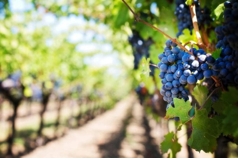One Day Winery Tour with Wine Tasting and Cheese snack - FAQs