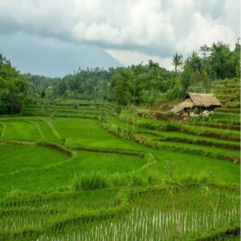 One Days Tours Panorama Walk Around Senaru Village - Practical Details and Tips