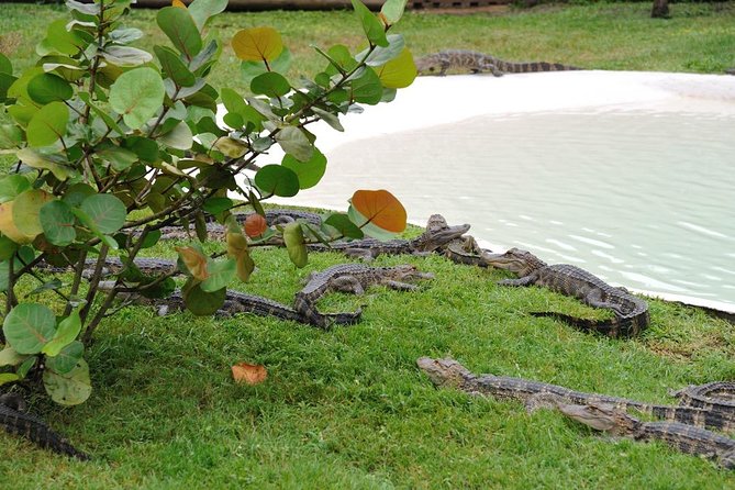 One-Hour Airboat Tour - Meeting and Pickup Information