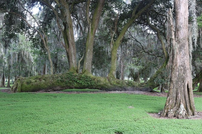 One-Hour Airboat Tour - Directions to Boggy Creek Airboat Adventures