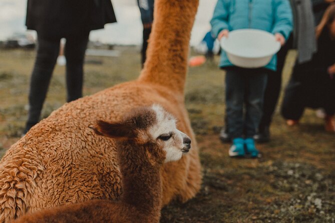 One-Hour Alpaca Meet-and-Greet on a Working Farm, Tomingley  - New South Wales - Inclusions and Fees