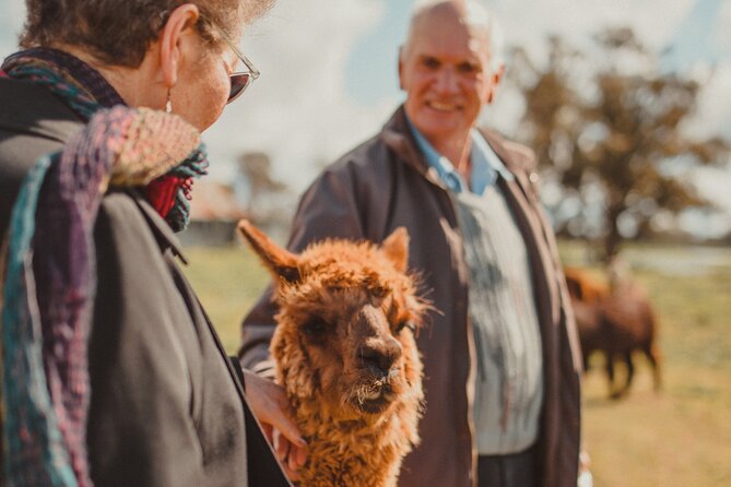 One-Hour Alpaca Meet-and-Greet on a Working Farm, Tomingley  - New South Wales - Meeting and Pickup Details