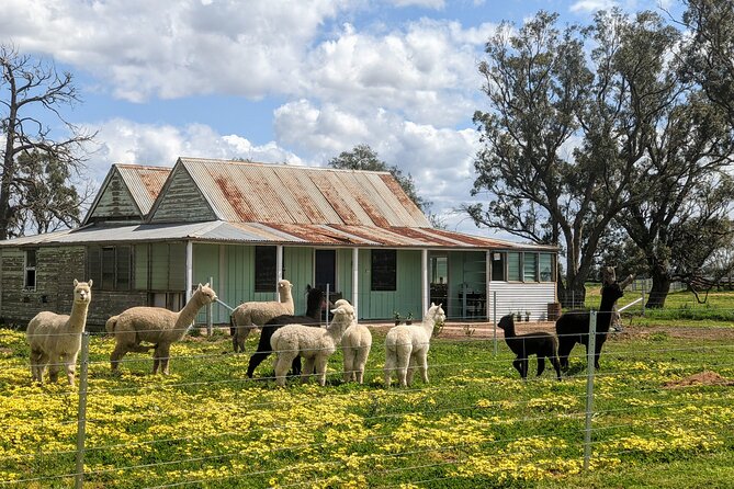 One-Hour Alpaca Meet-and-Greet on a Working Farm, Tomingley  - New South Wales - The Sum Up