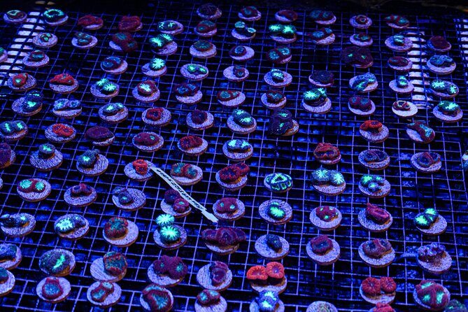 One Hour Coral Farm Tour, Discover Australia's Marine Life - Is It Worth the Price?