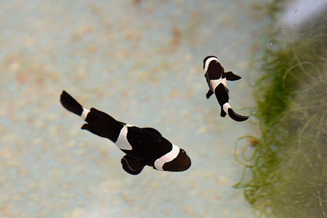 One Hour Coral Farm Tour, Discover Australia's Marine Life - FAQ