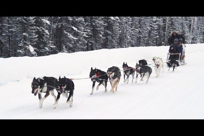 One Hour Experience Dog Sledding - What to Expect from the Tour