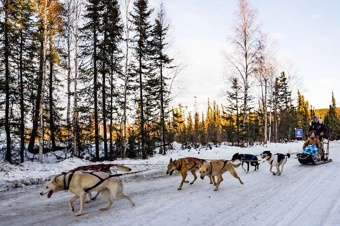 One Hour Experience Dog Sledding - Pricing and Value